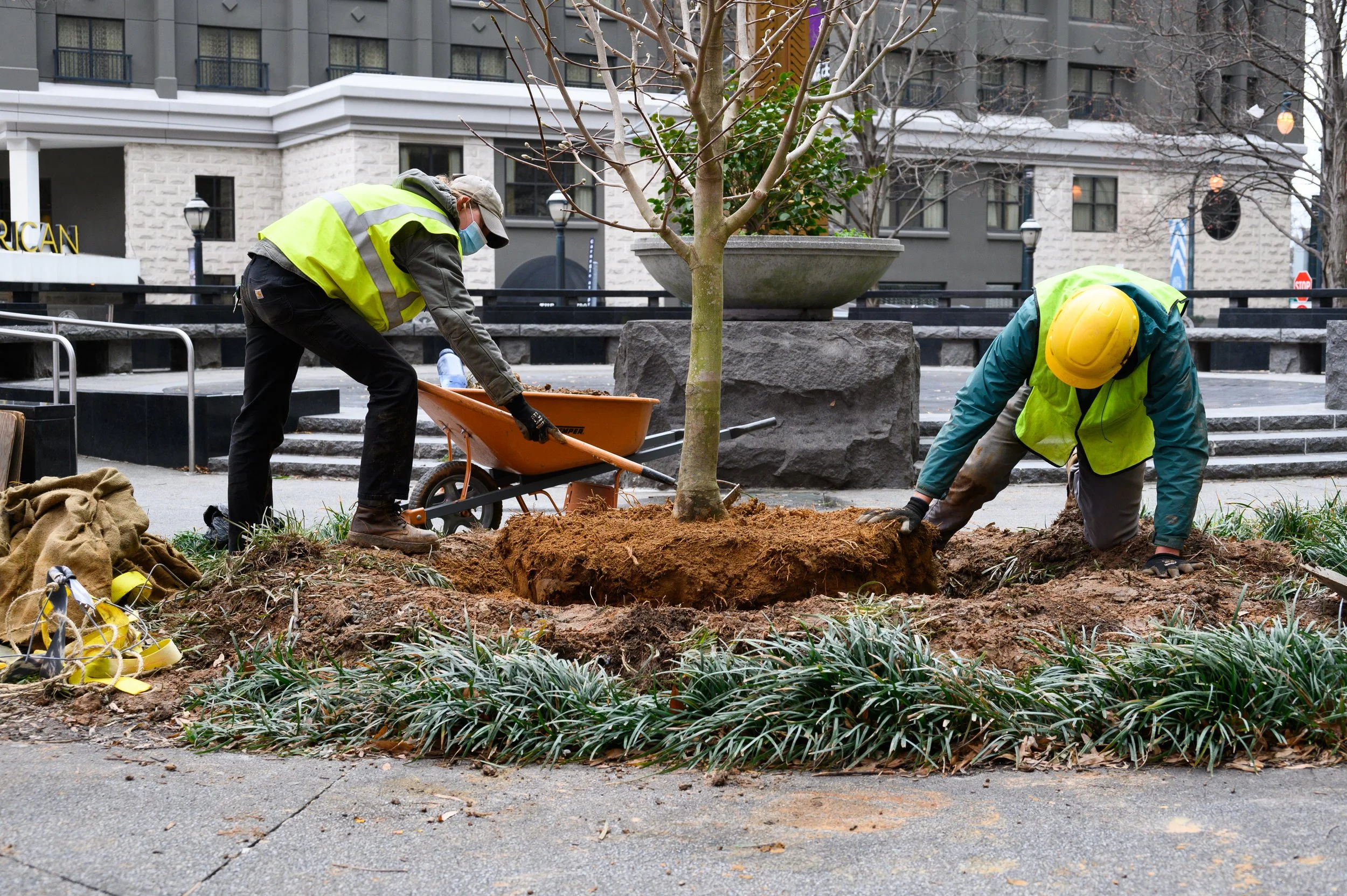 Downtown Atlanta Urban Tree Planting Plan, Atlanta, GA | Photo Credit: Stephanie Howard, Trees Atlanta