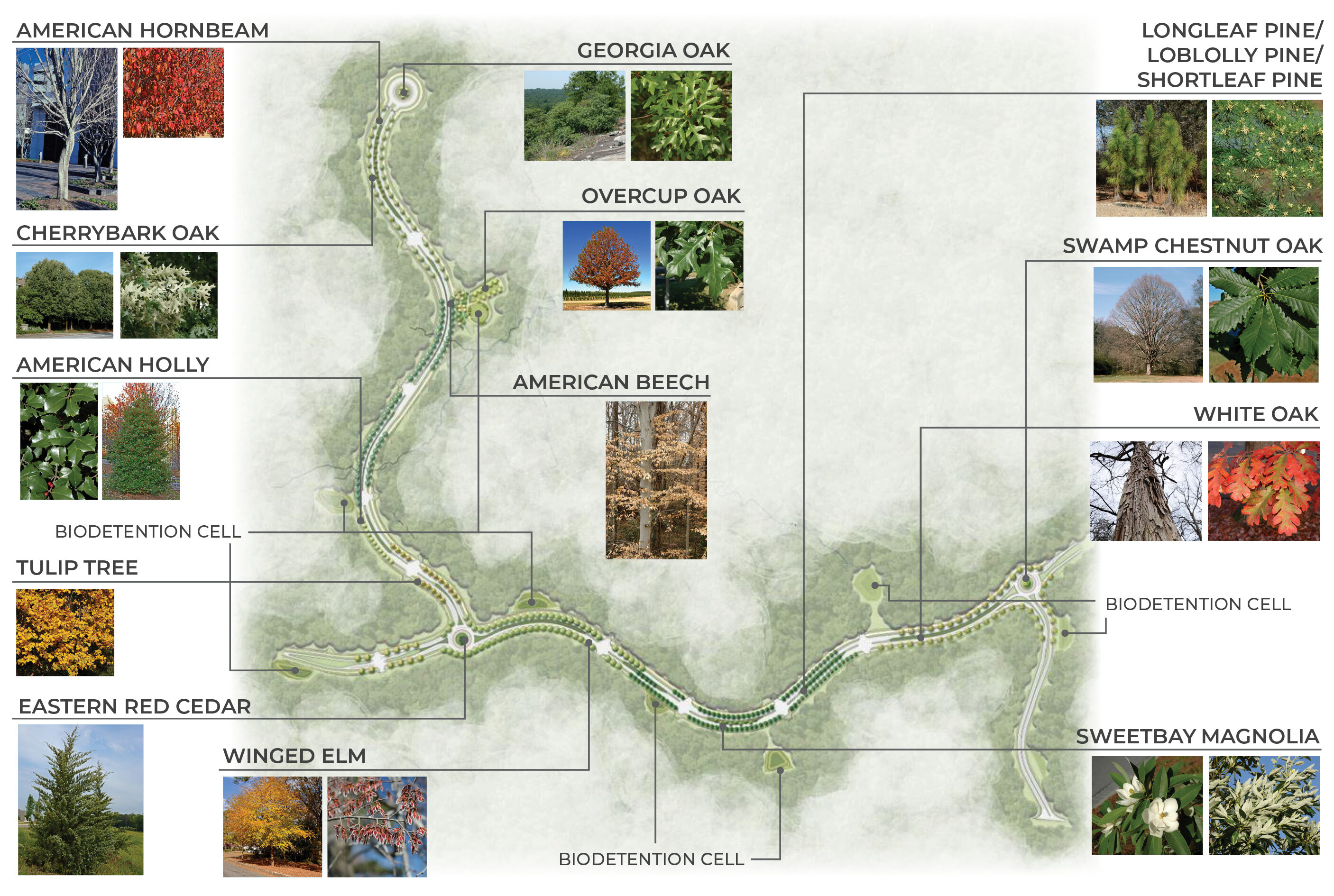 Map image of tree planting plans