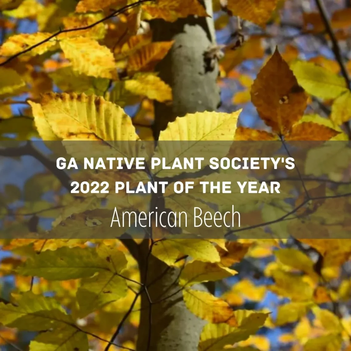 GA Native Plant Society's 2022 Plant of the year - American Beech