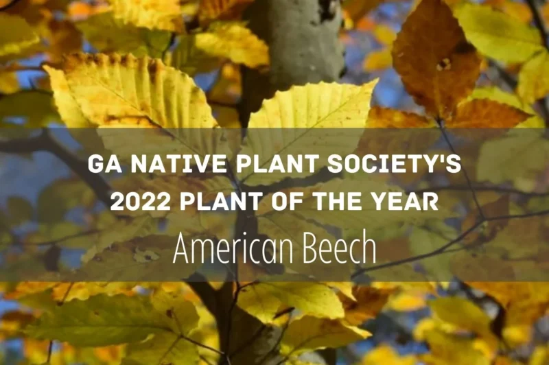 GA Native Plant Society's 2022 Plant of the year - American Beech