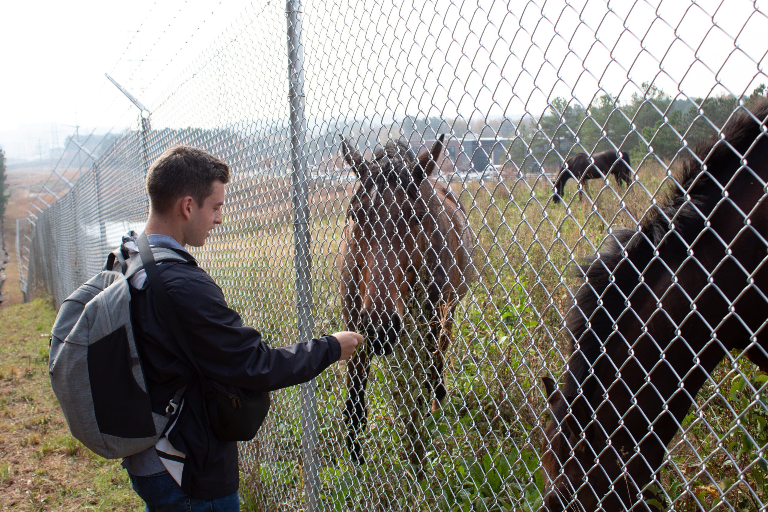 guy feeding horse through fence
