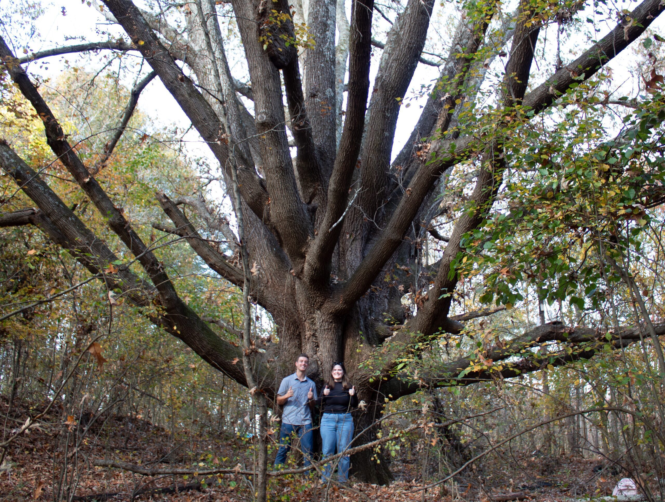 two people in front of large oak tree